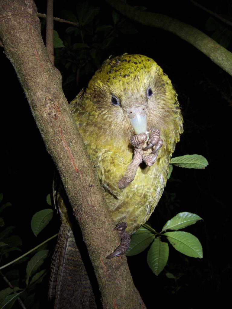 kakapo die eet met poot